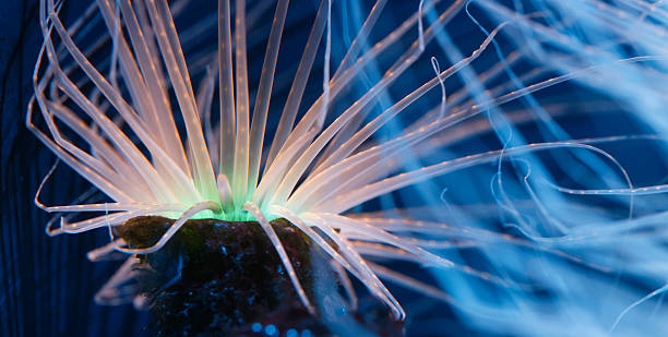 Bioluminescent Anemone stock photo