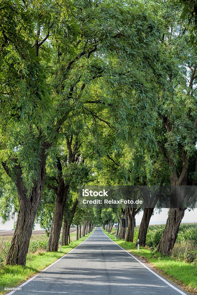 Treelined country road in summer sunlight Country road with old trees in summer sunlight. Avenue Stock Photo