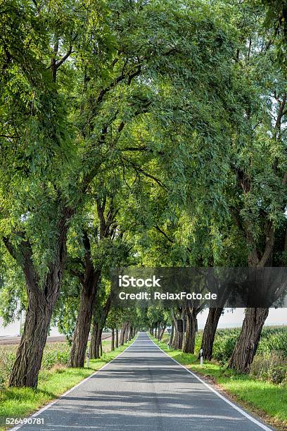 Treelined Country Road In Summer Sunlight Stock Photo - Download Image Now - Avenue, Boulevard, Color Image