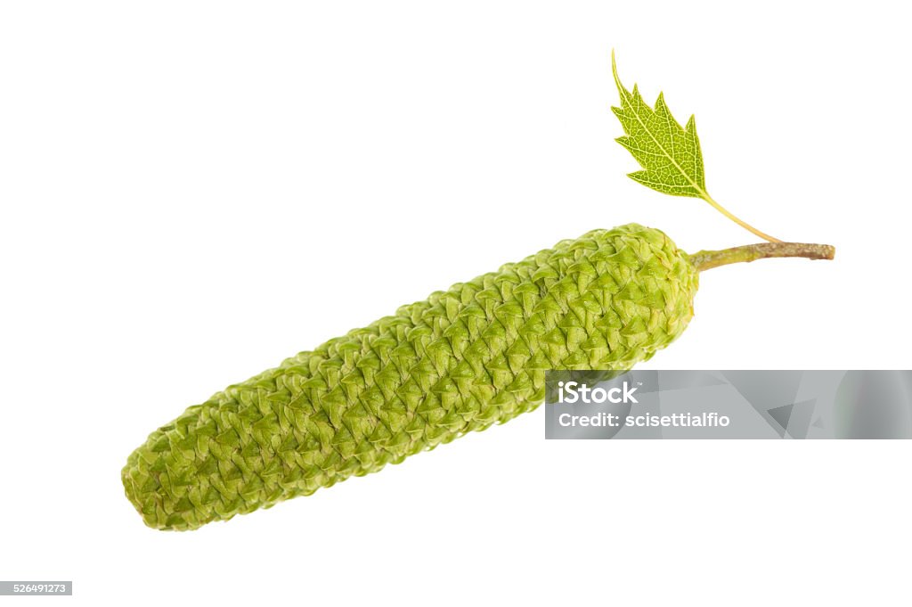 birch catkin birch catkin with leaf isolated on white Birch Tree Stock Photo