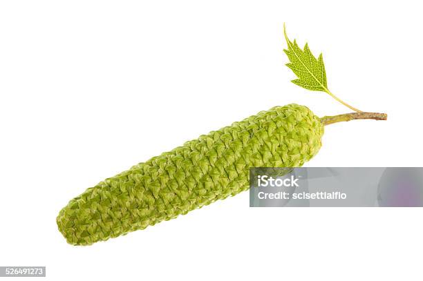 Birch Catkin Stock Photo - Download Image Now - Birch Tree, Branch - Plant Part, Care