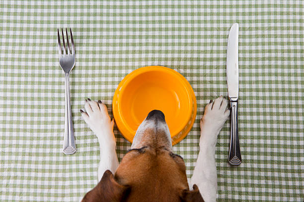 pet ダイエット - dog eating puppy food ストックフォトと画像