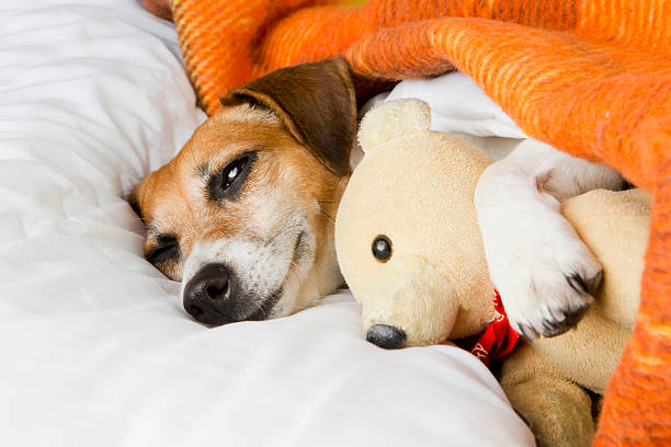 istock relaxation tenderness and comfort dog 526492901