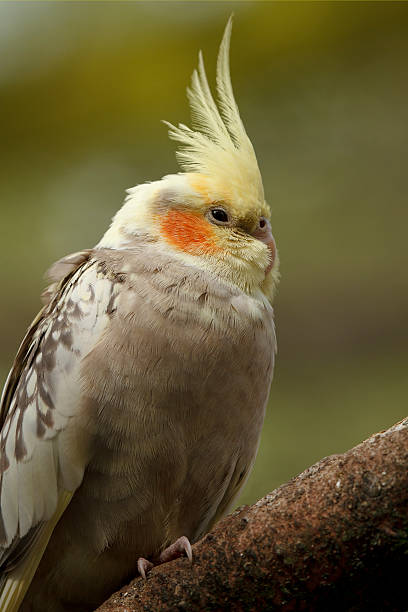 istock Lutino cockatiel 526493957