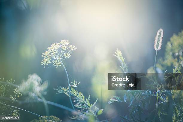 Morgen In Das Feld Stockfoto und mehr Bilder von Natur - Natur, Blume, Bildhintergrund