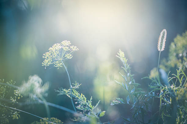 Morning in the field Morning light over  wildflowers.  flower dew stock pictures, royalty-free photos & images