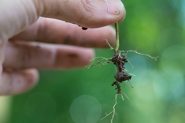 istock green plant in people hand 526494253