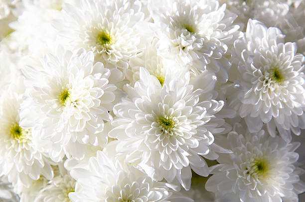 bouquet von weißen herbst-chrysantheme - chrysantheme stock-fotos und bilder