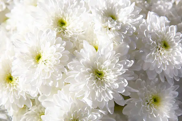 Photo of Bouquet of white autumn chrysanthemum