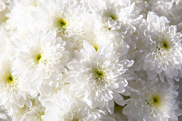 buquê de outono de crisântemo branco - chrysanthemum - fotografias e filmes do acervo