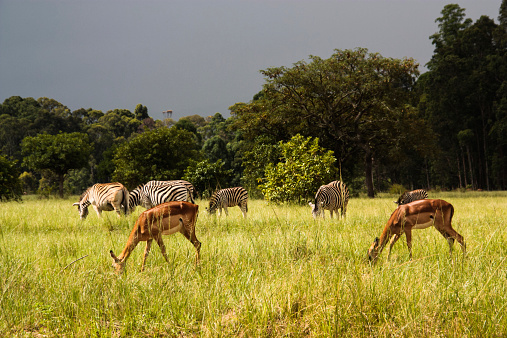 Burchill's Zebra and Impala in Mlilwane Wildlife Sanctuary, Swaziland.