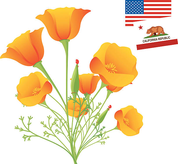 California Golden Poppy Vector California Golden Poppy california golden poppy stock illustrations