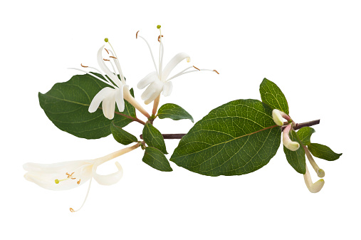 honeysuckle Sprig  with white flowers and green leaves isolated on white background