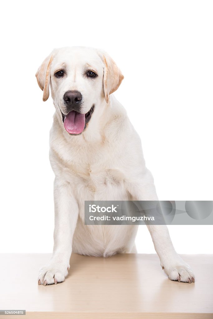 Dogs Cute white labrador retriever dog isolated on white background.Portrait of a purebred rottweiler with red thong on a white background. Alertness Stock Photo