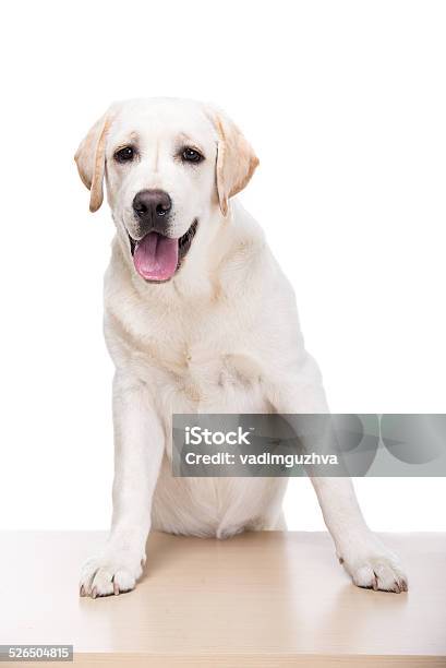 Dogs Stock Photo - Download Image Now - Alertness, Animal, Beige
