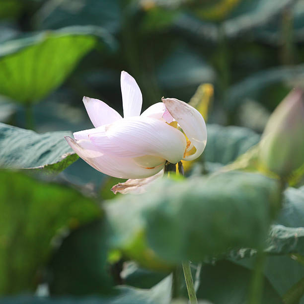istock The lotus blossom and the lotus leaf. 526504947