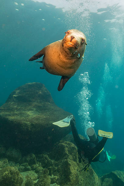 istock Diver approaching sea lion family 526505571