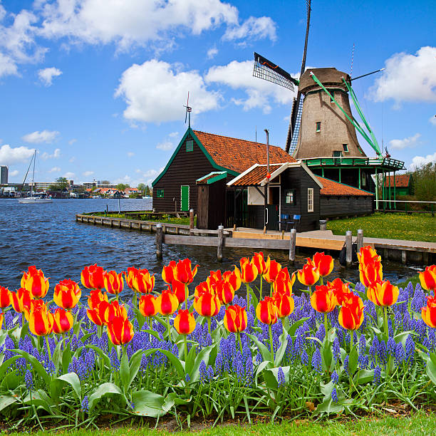 istock dutch windmill of Zaanse Schans 526506357