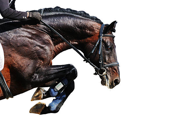 istock Bay stallion in jumping show, isolated 526507889