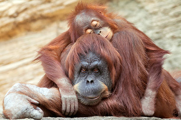 있습니다 젊은 오랑우탄 슬리핑 그 구슬눈꼬리. - young animal orangutan mother ape 뉴스 사진 이미지