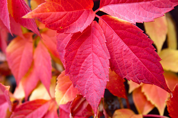 istock Autumn red colorful tree leaves 526508643