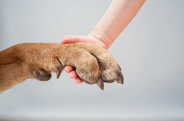 istock Human hand holding dog's paw 526531399
