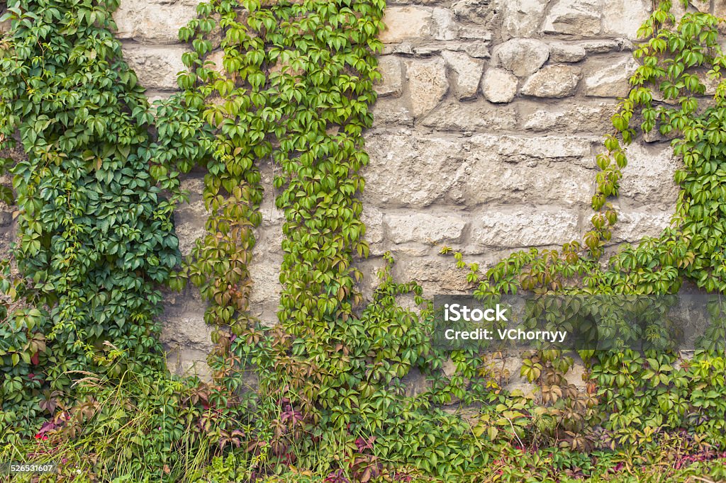 stone wall grape Architecture Stock Photo