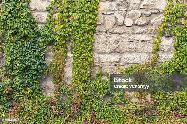 Stone Wall Grape Stock Photo - Download Image Now - Architecture, Backgrounds, Botany