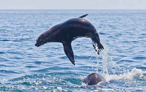 Photo of Californian Sea lion, Zalophus californianus,jumping over another.