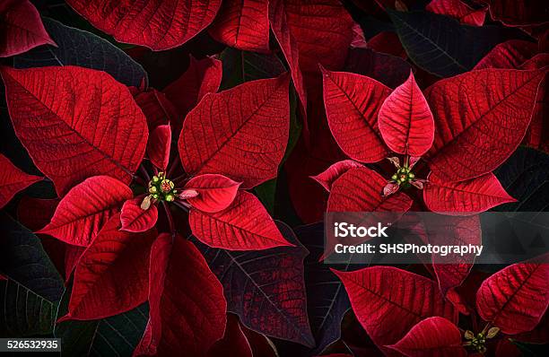 Close Up Detail Of Poinsettia Plant Leaves Stock Photo - Download Image Now - Beauty, Celebration, Christmas