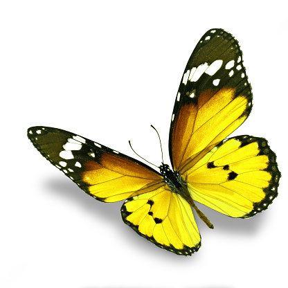 Beautiful yellow butterfly flying isolated on white background