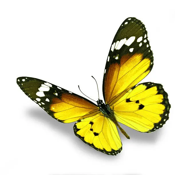 Photo of yellow butterfly