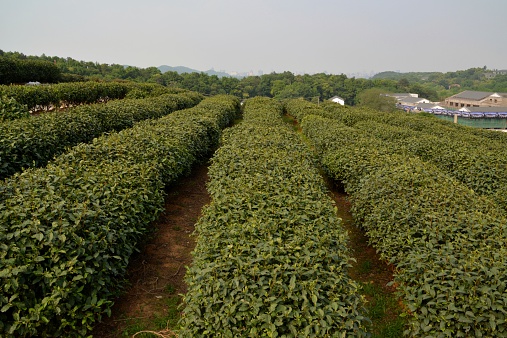 Longjing Tea fields, Hangzhou China