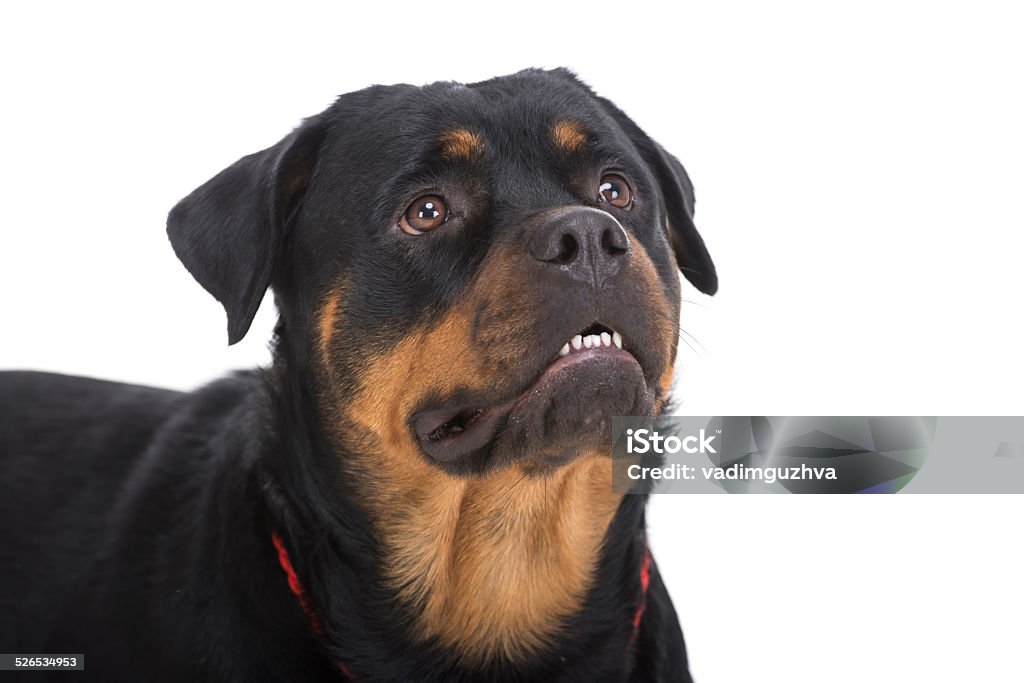 Dogs Close-up cute beautiful rottweiler on a white background.Portrait of a purebred rottweiler with red thong on a white background. Alertness Stock Photo