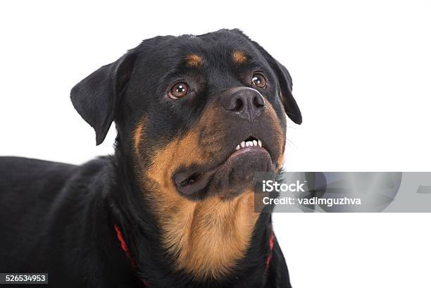 Dogs Stock Photo - Download Image Now - Alertness, Animal, Brown