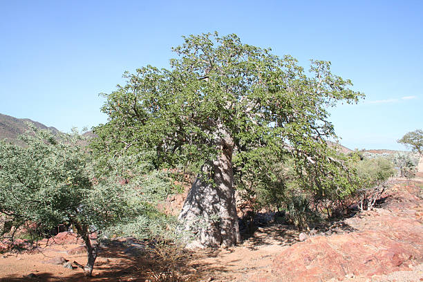 istock Landscape with Baobab close Epupa Falls, Kunene River, Namibia, Africa 526535119