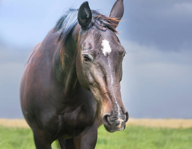 portrait de brun cheval noir sur ciel orageux - horse animal head animal sky photos et images de collection