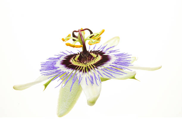 istock Passion flower closeup 526536075