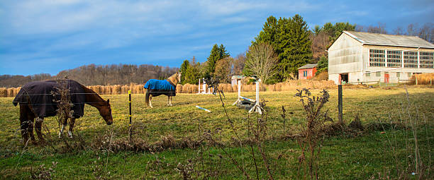 istock Blue Sky Horse Farm In Winter Daylight 526536249