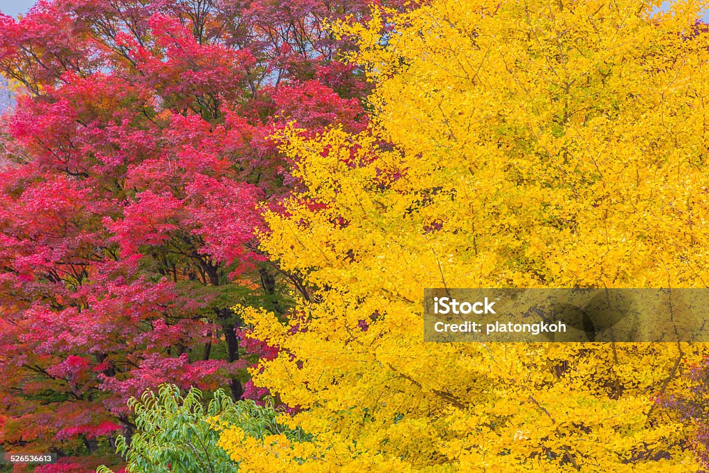 Red and yellow Japanese maple trees colorful autumn Red and yellow Japanese maple trees Autumn Stock Photo