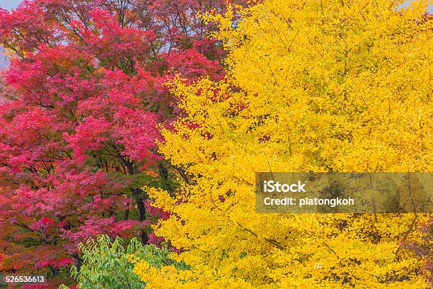 Red And Yellow Japanese Maple Trees Stock Photo - Download Image Now - Autumn, Autumn Leaf Color, Blue