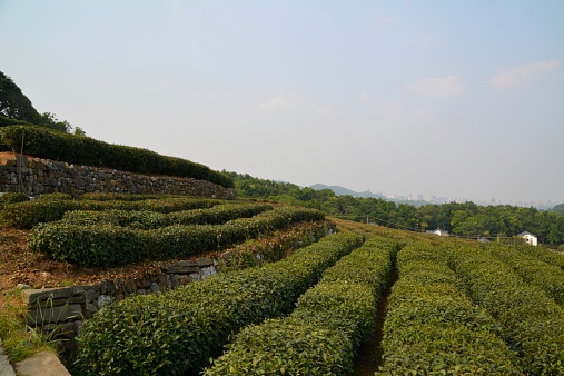 Longjing Tea fields, Hangzhou China