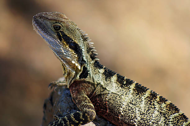 istock Eastern water dragon sunbathing in the sun 526537307