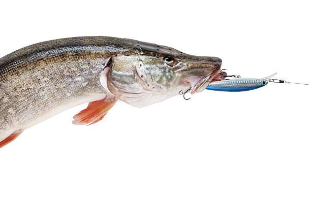 istock Pike with bait in mouth 526537309