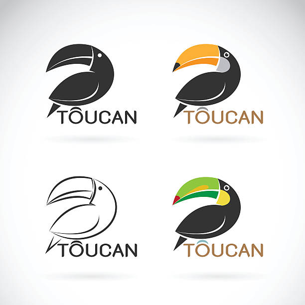 Vector image of an toucan bird design Vector image of an toucan bird design on white background parrot tattoos backgrounds stock illustrations