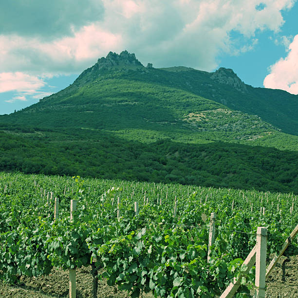 istock vineyard and mountains, Crimea , Ukraine 526538453
