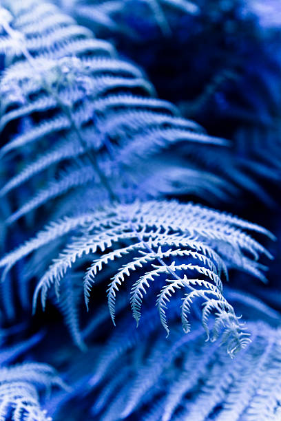 istock Fern plants in the woods 526538599