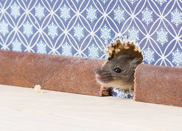 istock House Mouse  (Mus musculus)   gets into the room through  hole 526538637