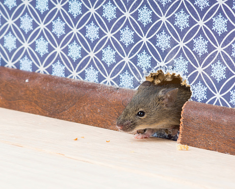 Vulgaris house mouse (Mus musculus) gets into the room through a hole in the wall