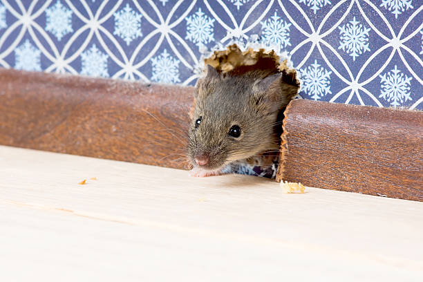 istock House Mouse     gets into  room through  hole in  wall 526538651